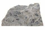 Pennsylvanian Fossil Fern (Neuropteris) Plate - Kentucky #224622-1